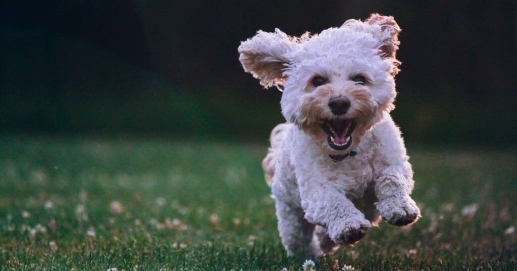 Koiran omistaminen lisää hyvinvointia. Iloinen koira juoksee niityllä.