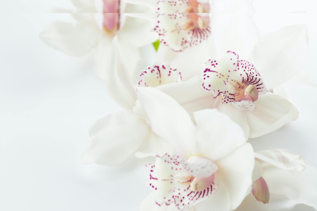 Valkea orkidea
