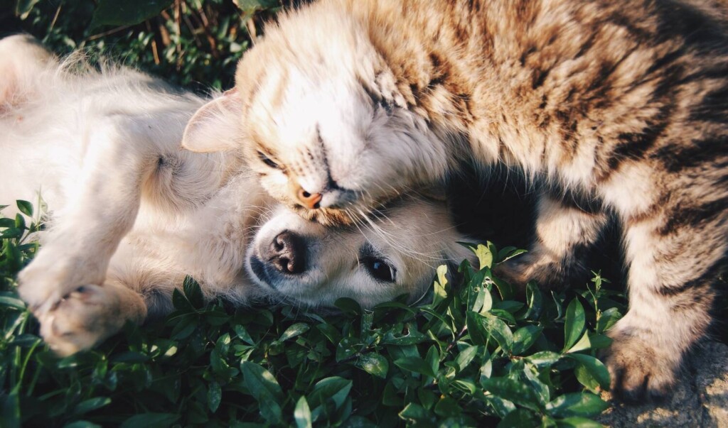 kissa ja koira loikoilevat yhdessä ruohikolla
