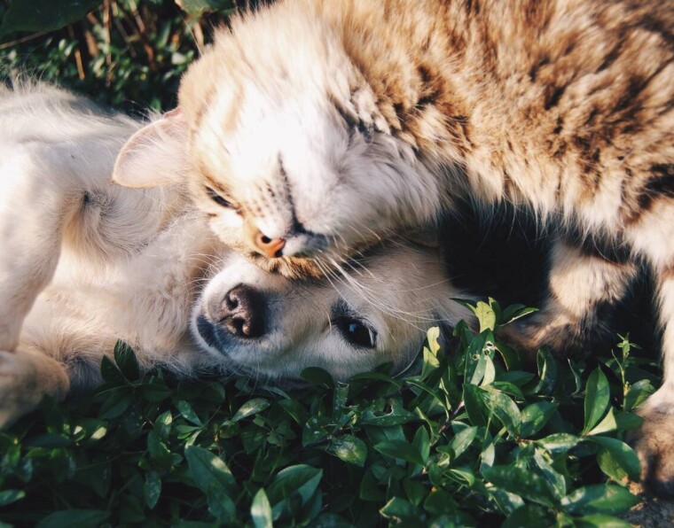 kissa ja koira loikoilevat yhdessä ruohikolla