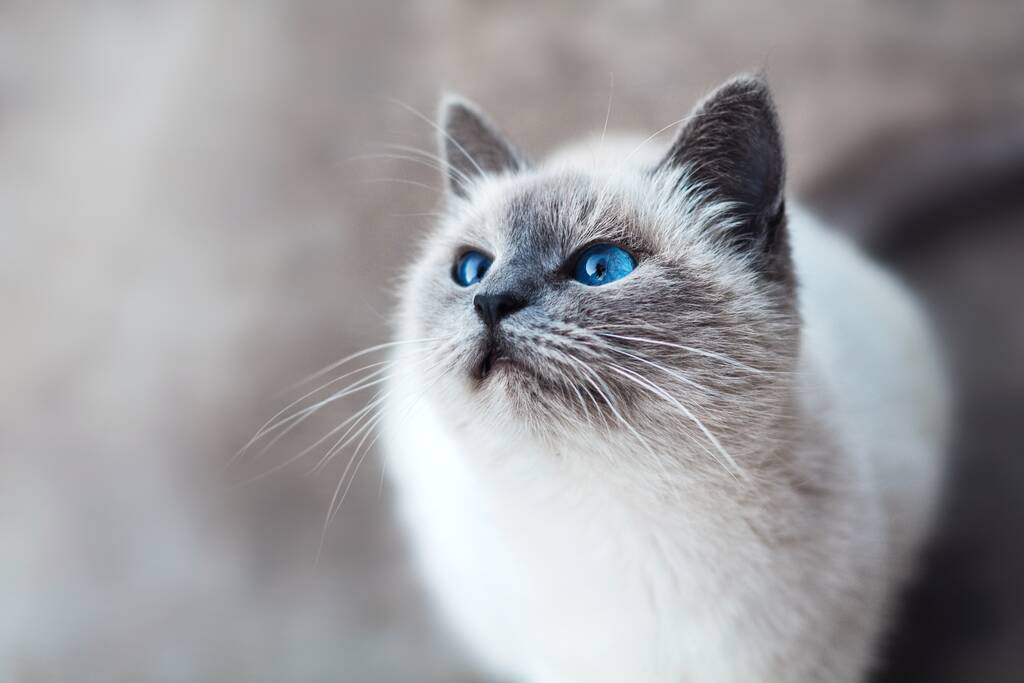 sinisilmäinen kissa